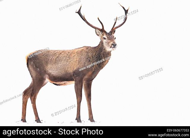 Magnificent red deer, cervus elaphus, standing on snow isolated on white background. Majestic stag observing in wintertime on empty backdrop