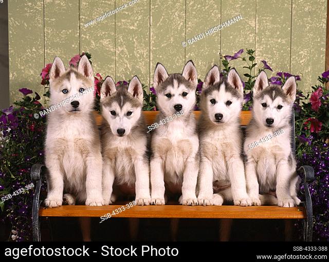 Siberian Huskies, AKC, 7 1/2-week-old puppies photographed at Randi's Studio and owned by Jill Bisignani of Wasilla, , Alaska