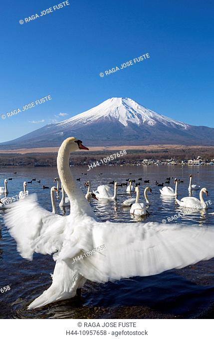 Japan, Asia, Lake Yamanaka, Swans, birds, Yamanaka, clear, Fuji, lake, mount, reflection, snow, touristic, travel