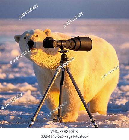 Polar Bear Investigating Photographer's Camera and Tripod