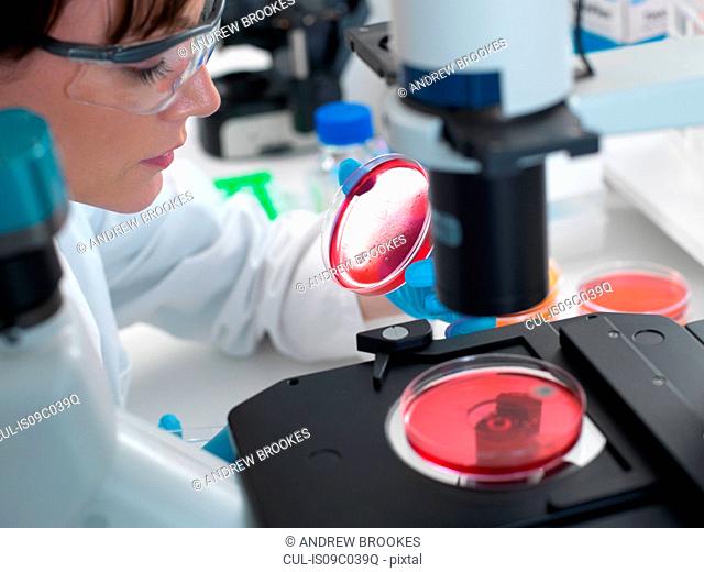 Female scientist examining cultures growing in petri dishes using inverted microscope in laboratory