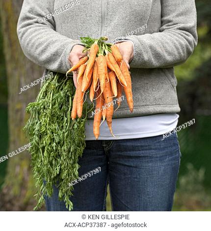 Woman holding a bunch of fresh organic carrots. Winnipeg, Manitoba, Canada