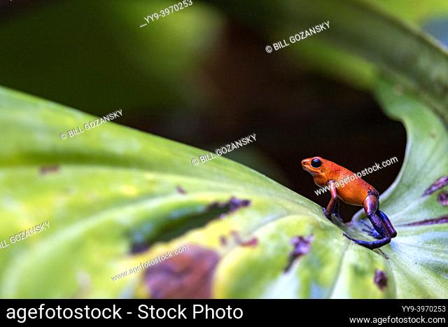 Strawberry poison-dart frog (Oophaga pumilio, formerly Dendrobates pumilio). ""Blue Jeans"" color morph - La Laguna del Lagarto Eco-Lodge, Boca Tapada