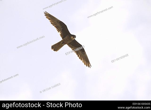Eleonora's falcon Falco eleonorae. Light morph in flight. Montana Clara. Integral Natural Reserve of Los Islotes. Canary Islands. Spain