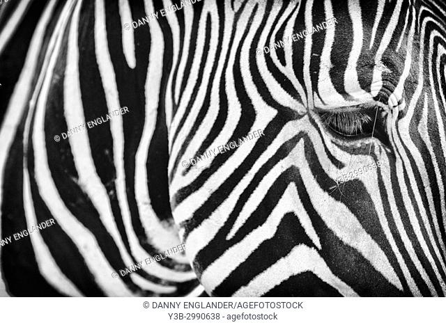Close-up view of a zebra in black & white