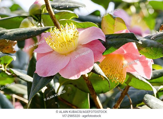 Camellia japonica 'Furô-an'