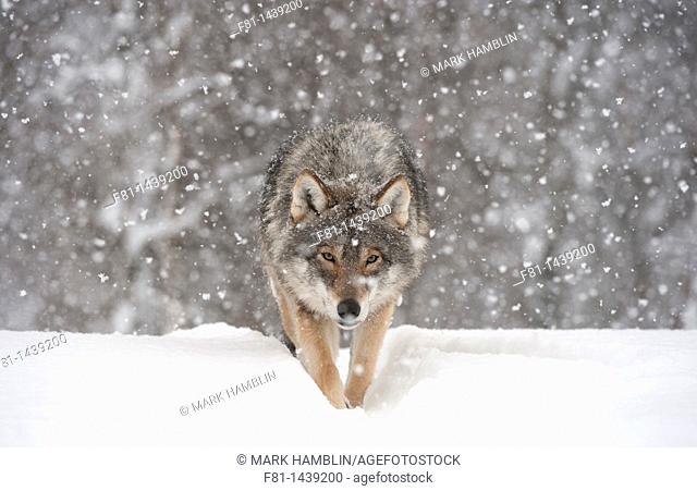 European wolf Canis lupus walking towards camera in falling snow taken in controlled conditions  Norway, March 2009