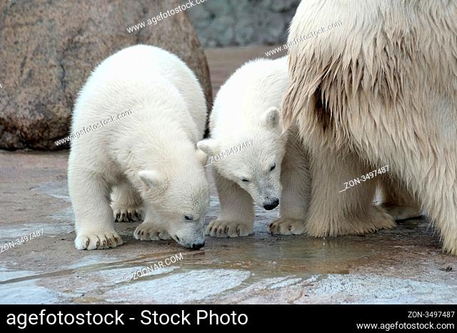 Two little white polar bears