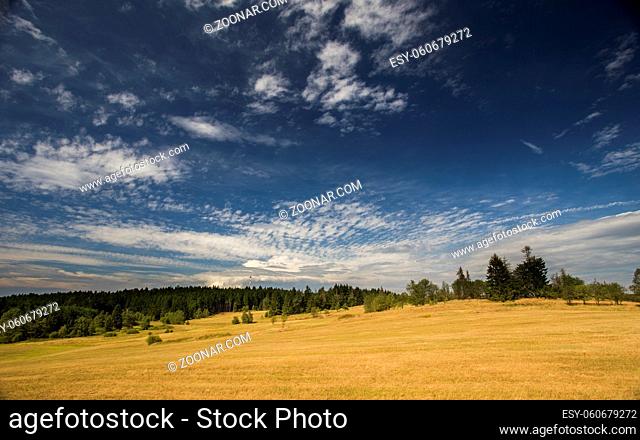 Summer meadow with beautiful blue sky and forrest in the background