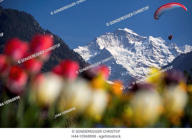 Jungfrau, paraglider, mountain, mountains, sport, spare time, adventure, canton Bern, Bernese Alps, Bernese Oberland, Jungfrau, monk, Mönch, Eiger, spring