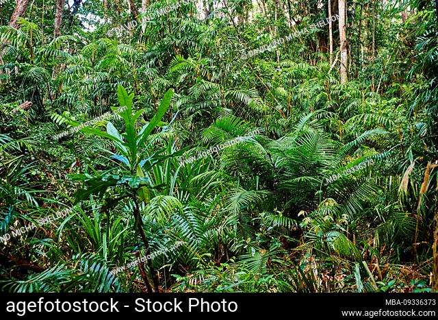 Piccabeen palm, Archontophoenix cunninghamiana, in the morning in the rainforest, in spring, Jumrum Creek Conservation Park, Kuranbda, Queensland, Australia
