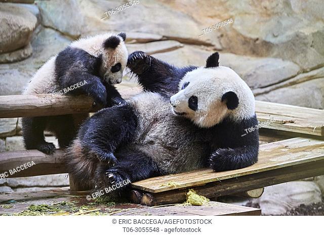 Giant panda female Huan Huan playing with her cub (Ailuropoda melanoleuca). Yuan Meng, first giant panda ever born in France, is now 8 months old