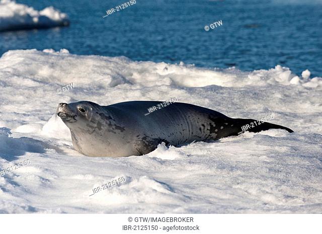 Crabeater seal (Lobodon carcinophagus) resting on ice floe, Weddell Sea, Antarctica