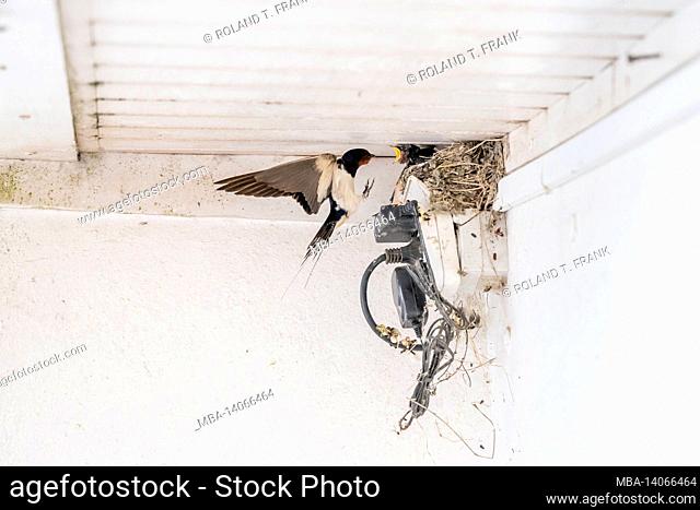barn swallows (hirundo rustica), also house swallows or forked swallows. nest with young