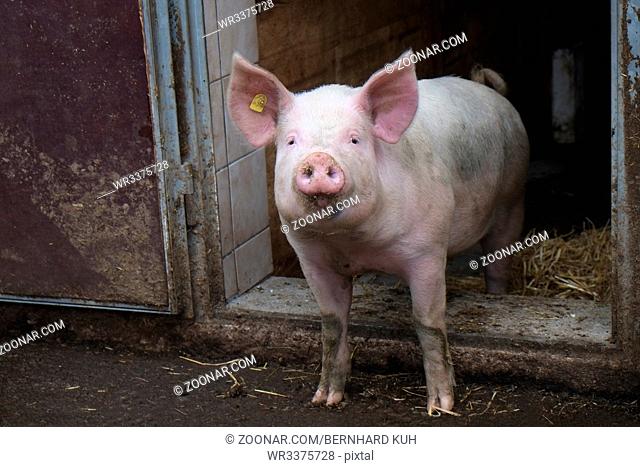 Kleines rosa Hausschwein mit hochgestellten Ohren blickt unternehmungslustig aus der Stalltuer. Querformat. Little pink domestic pig with raised ears looks...
