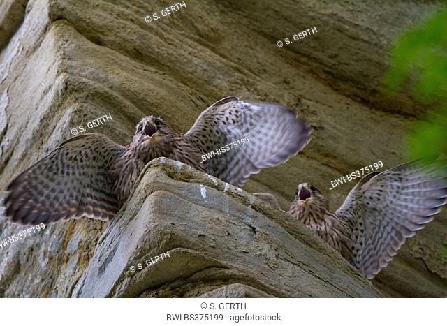 European Kestrel, Eurasian Kestrel, Old World Kestrel, Common Kestrel (Falco tinnunculus), two young kestrels beg on a ledge, Switzerland, Sankt Gallen