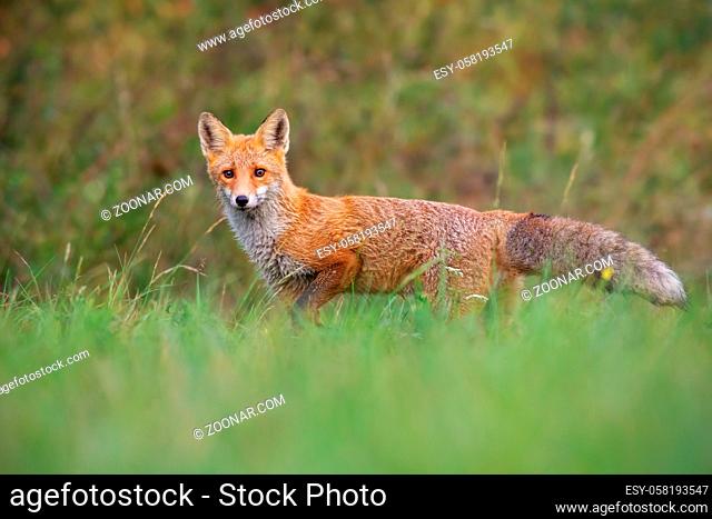 Red fox, vulpes vulpes, from low angle standing on a meadow in autumn with fluffy tail
