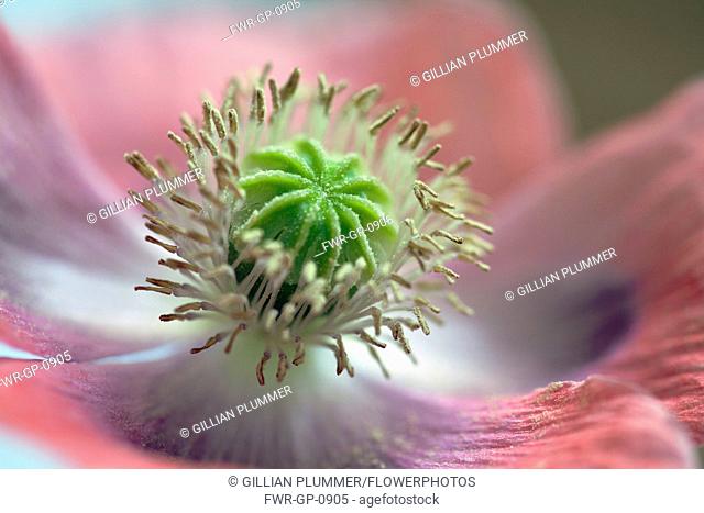 Opium poppy, Papaver somniferum, Very close view of centre of a pink flower showing the stamens and ridged green stigma with granules of pollen on it