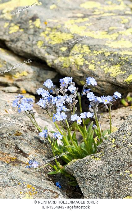 Water Forget-me-not or True Forget-me-not (Myosotis scorpioides), Gran Paradiso National Park, Valle d'Aosta, Italy, Europe