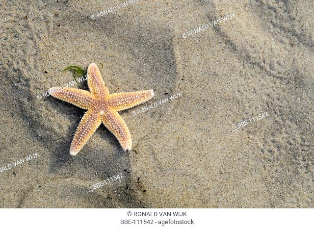 Common Starfish in shallow water