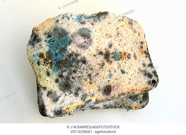 Black bread mold (Rhizopus stolonifer or Rhizopus nigricans) colonizing bread