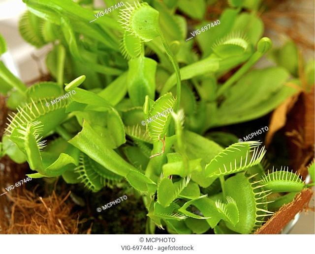 Venus flytrap (Dionaea muscipula), traps  - 26/01/2008