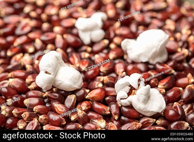 A few popped kernels of popcorn on top of raw kernels