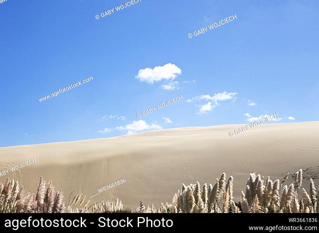 New Zealand, View of Te Paki Giant Sand Dunes