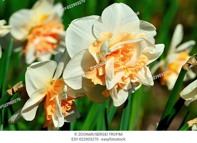 Narcissus Terry