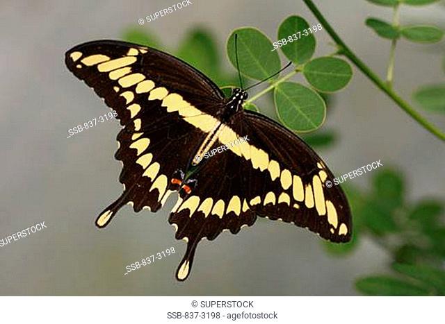 High angle view of a Giant Swallowtail Butterfly on a leaf Papilio cresphontes