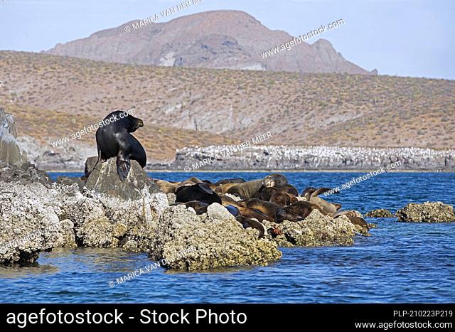 Male / bull sea lion with females basking on rock in the Gulf of California at Isla Espíritu Santo, island near La Paz, Baja California Cruz, Mexico