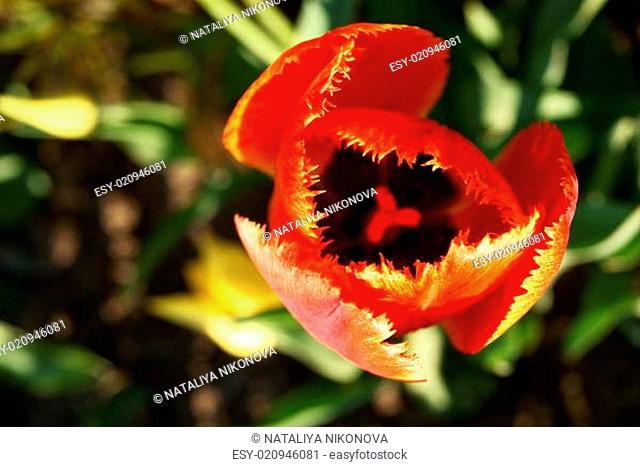 Flaming Fringed Red Tulip