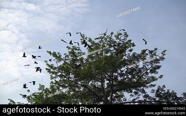 Crows fly away from green tree in blue sky