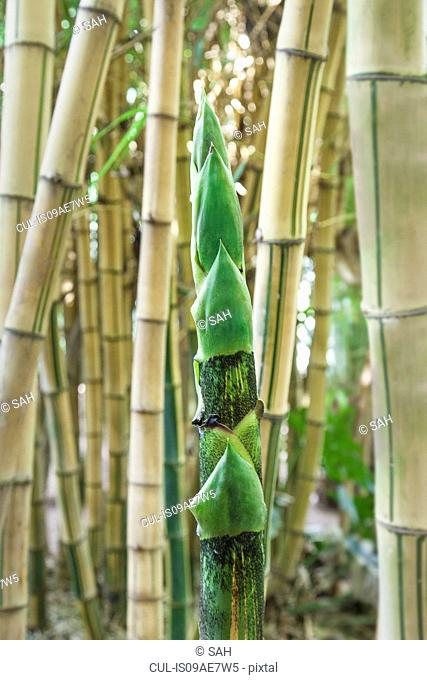 Bamboo growing, close up