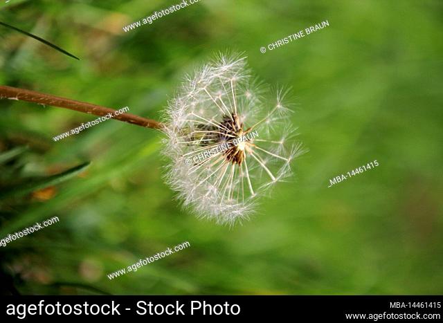 Dandelion, seed head of dandelion (Taraxacum), Germany