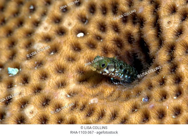 Roughhead blenny (Acanthemblemaria aspera), Dominica, West Indies, Caribbean, Central America