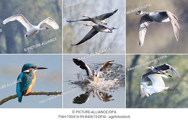 08 April 2019, Lower Saxony, Gronau: In the morning different bird species stay in the nature reserve Gronauer Masch in the district Hildesheim (from top left...