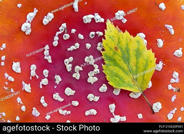 Fallen downy birch / European white birch leaf showing autumn colours resting on cap of fly agaric / fly amanita mushroom (Amanita muscaria)