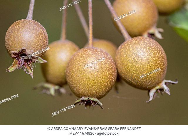 European Wild Pear fruits on tree