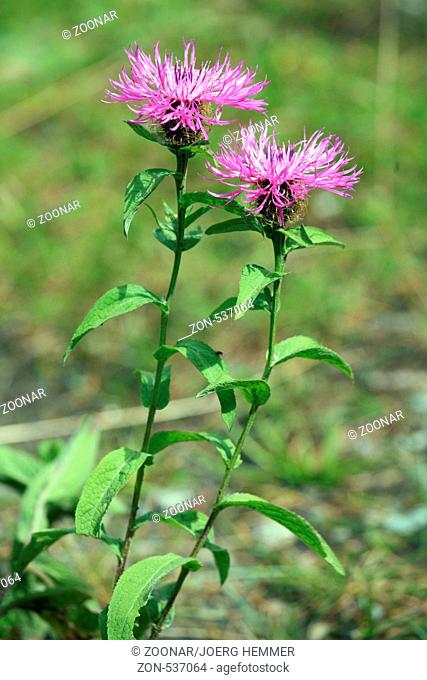 Perennial Cornflower