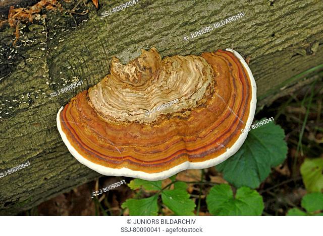 Tinder Polypore, Hoof Fungus (Fomes fomentarius) on a log