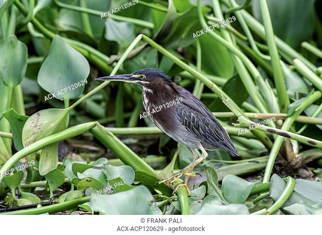 Green Heron (Butorides virescens ) along the banks of the Sierpe river Costa Rica