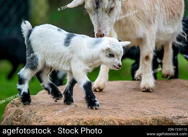 Goat kid playing with its mother in the countryside