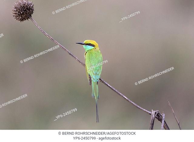 Green bee-eater (Merops orientalis), Kanha National Park, Madhya Pradesh, India