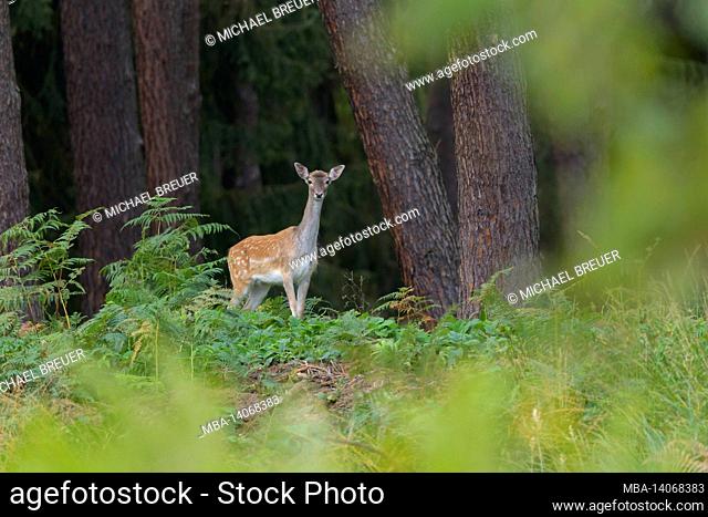 fallow deer in the pine forest, cervus dama, october, hesse, germany, europe