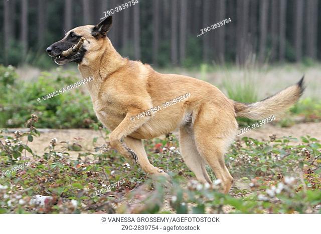 Dog Belgian shepherd Malinois adult which runs in the grass
