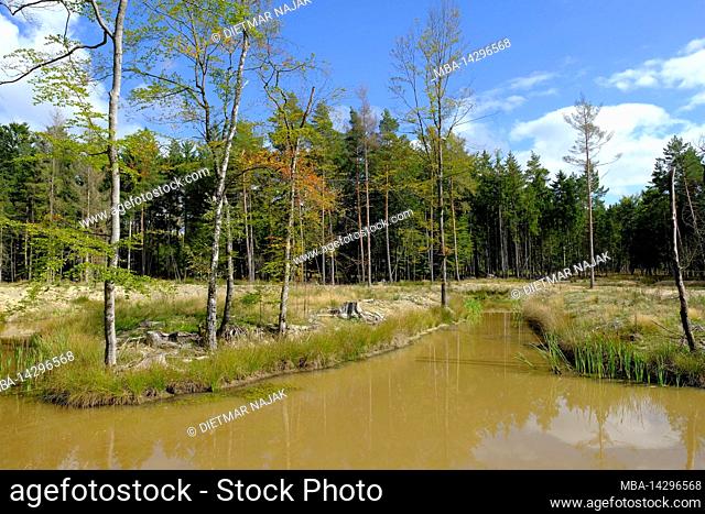 Wetlands in Neuwirtshauser Forst in the Rhön Biosphere Reserve, Bad Kissingen County, Bavaria, Germany