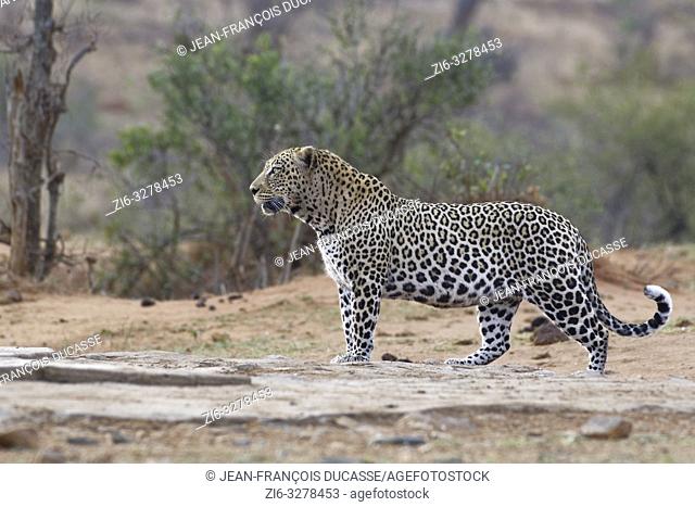 African leopard (Panthera pardus pardus), adult male at dusk, standing at a waterhole, alert, Kruger National Park, South Africa, Africa