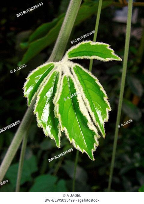 Chestnut Vine, Lizard Plant Tetrastigma voinierianum, young leaf