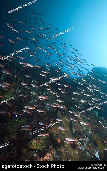 Shoal of Pacific Creolefish, Paranthias colonus, Punta Vicente Roca, Isabela Island, Galapagos, Ecuador